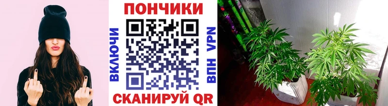 Канабис семена  как найти   Тюмень 